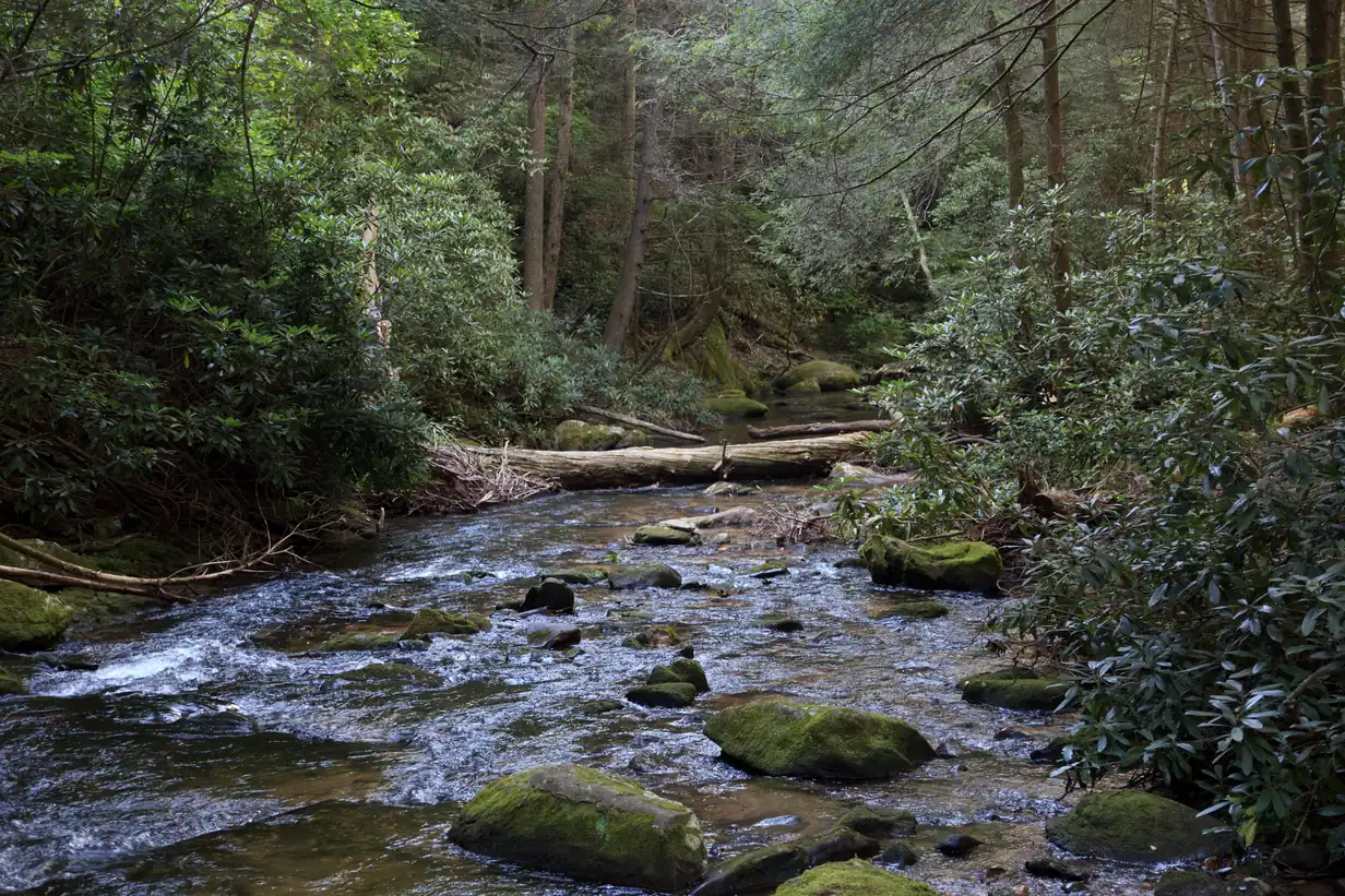 Clear creek tumbling over mossy boulders under rhododendron and hardwood trees