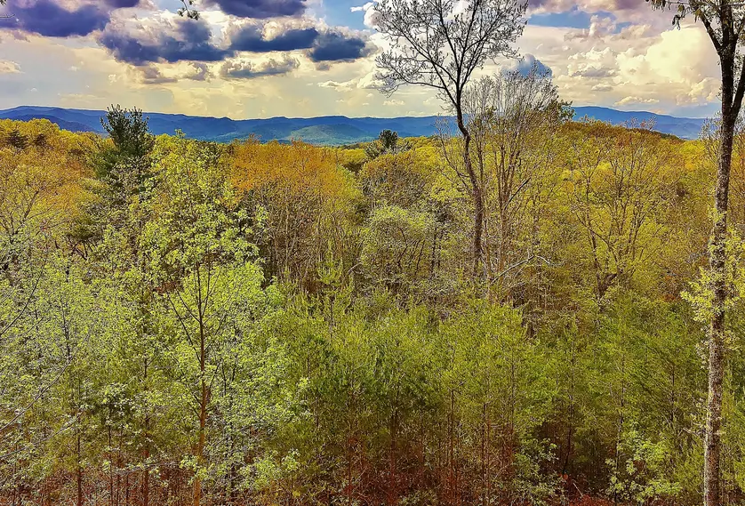 Hillside of fresh spring trees overlooking distant blue mountain ridges under dramatic clouds
